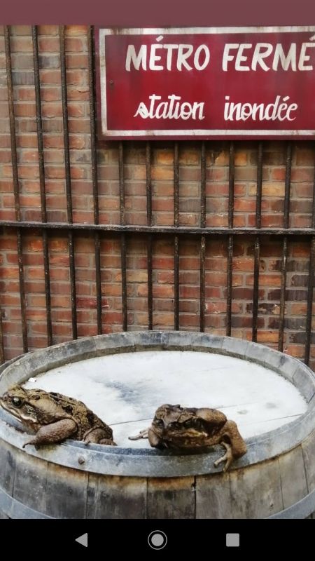 Deux crapauds devant l'entrée du métro.