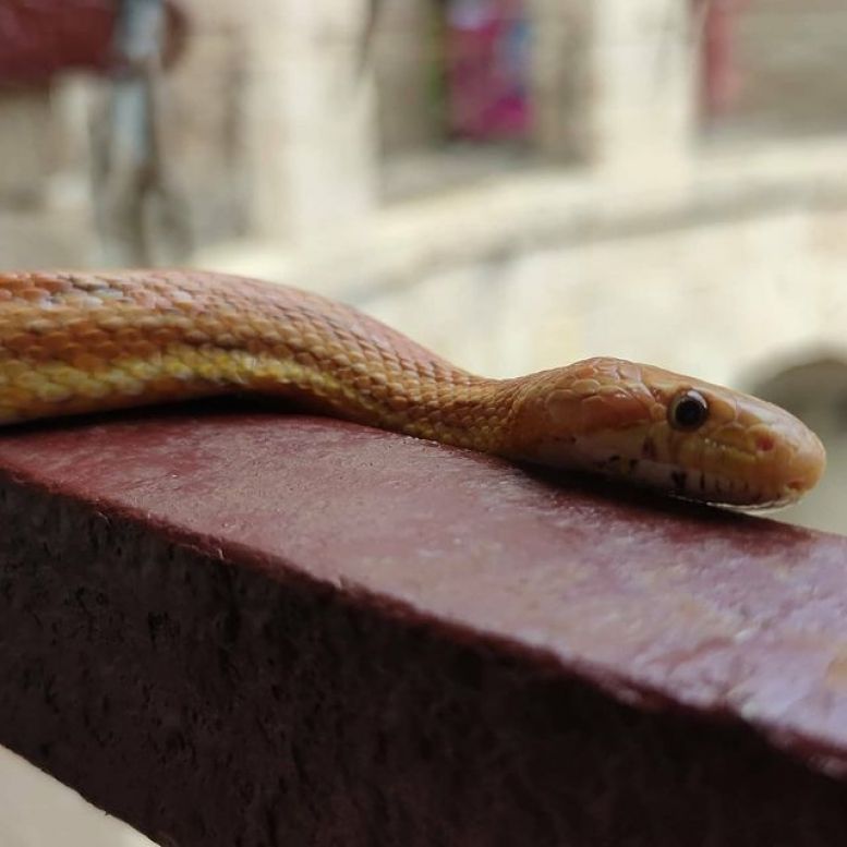 Les animaux du fort