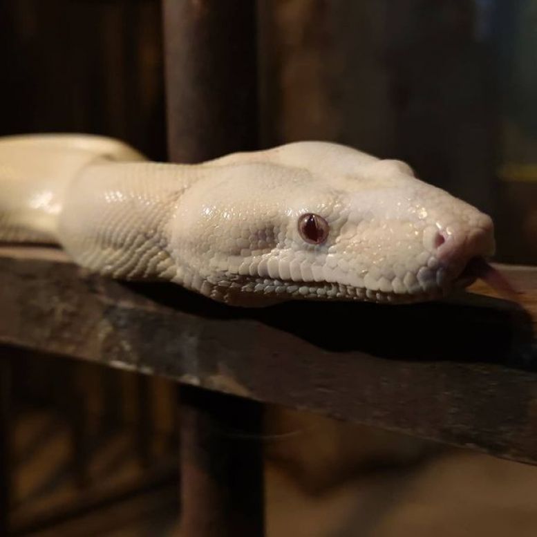 Les animaux du fort