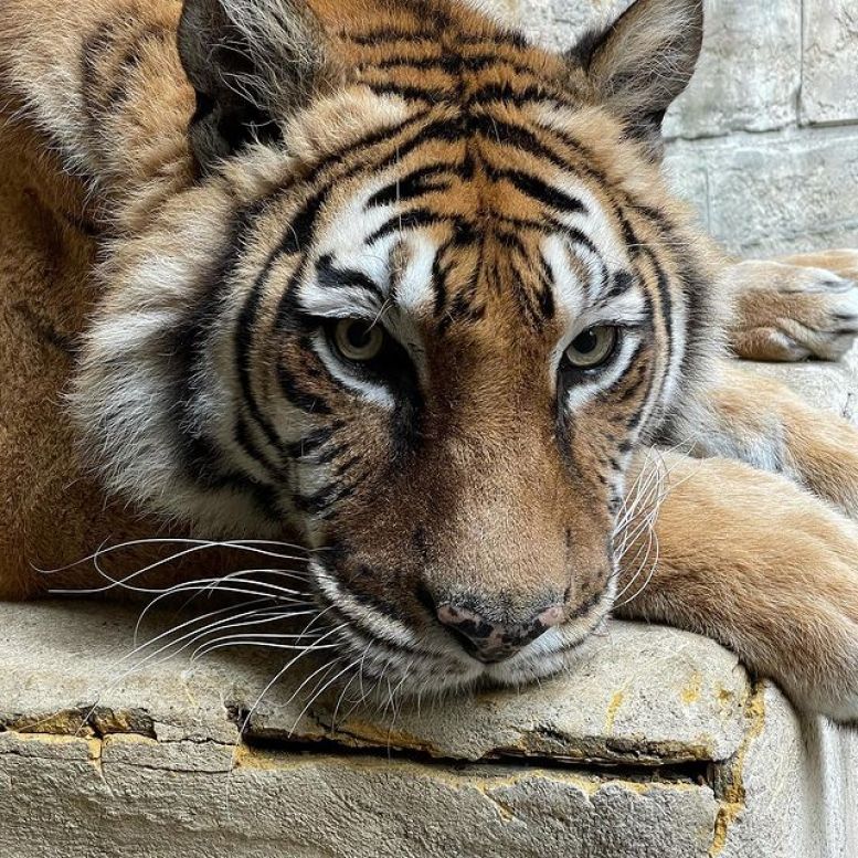 L'un des tigres