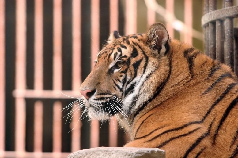 L'un des tigres
