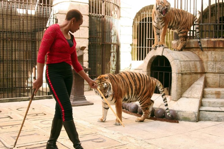 Félindra et ses tigres