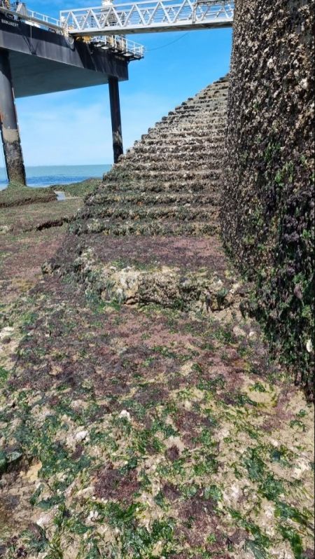 Le fort à marrée basse