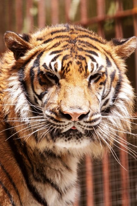 Une des 3 tigresses qui veillent sur le trésor de Fort Boyard