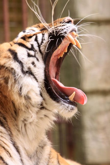 Les tigres, toujours présents cette année