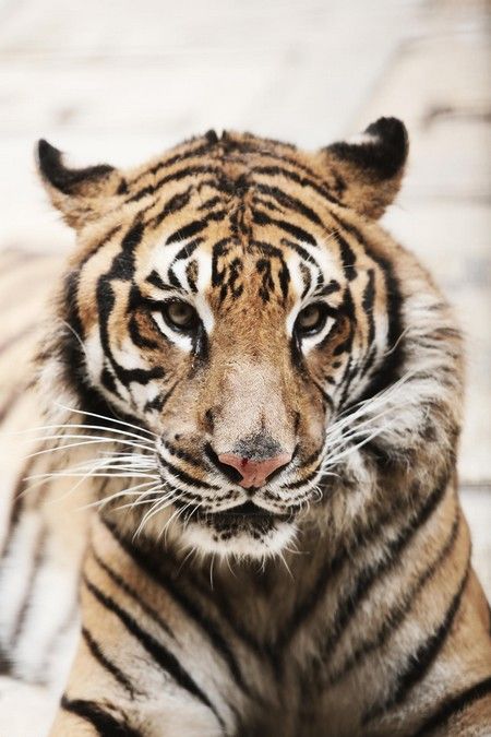 Une de tigresses de la salle du trésor