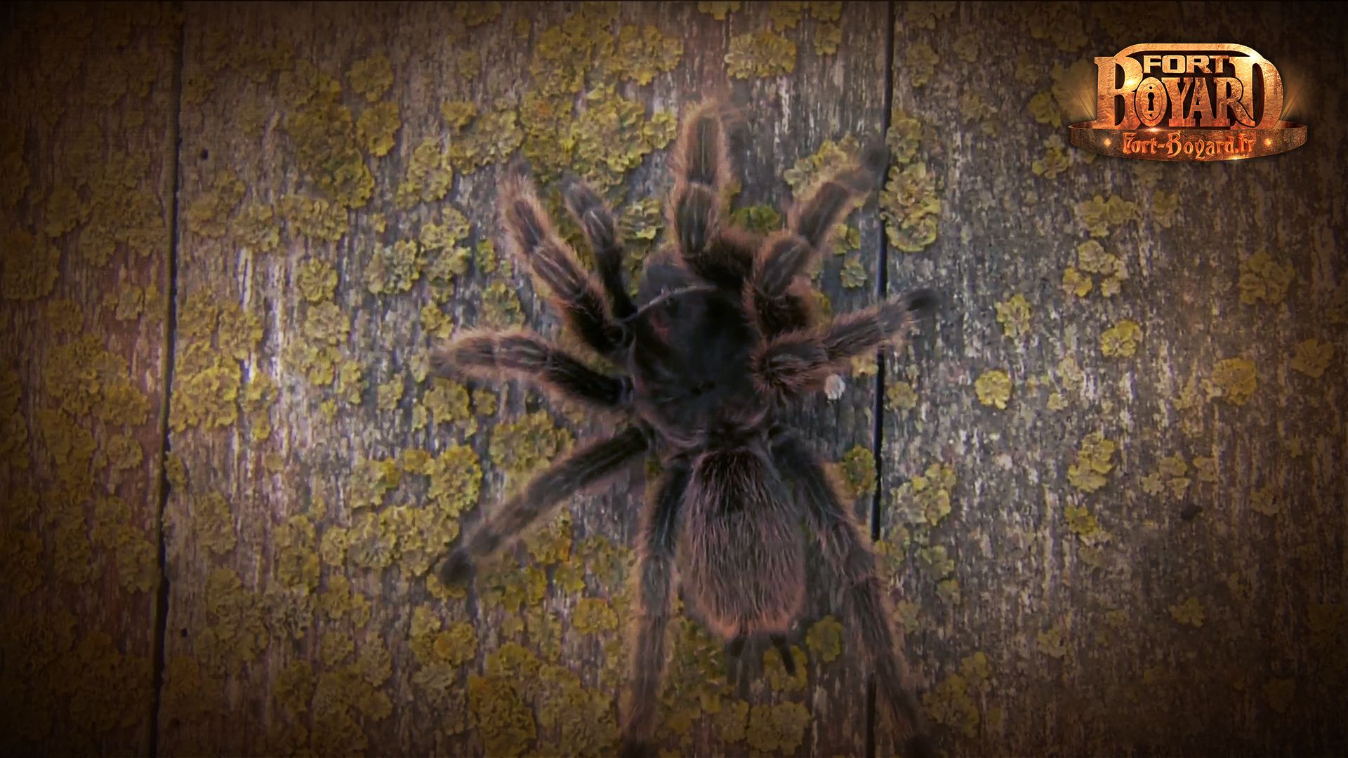 Mygale sur une porte de cellule
