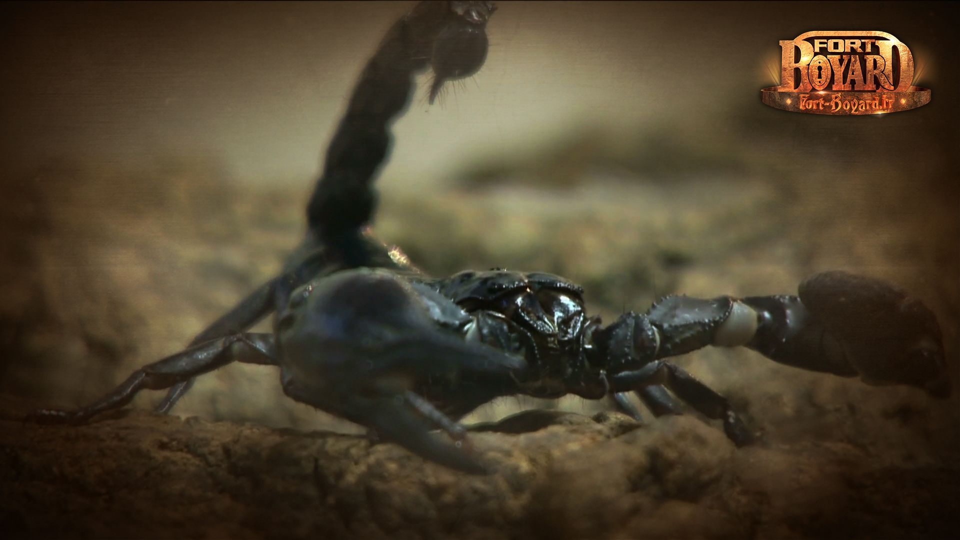 Scorpion