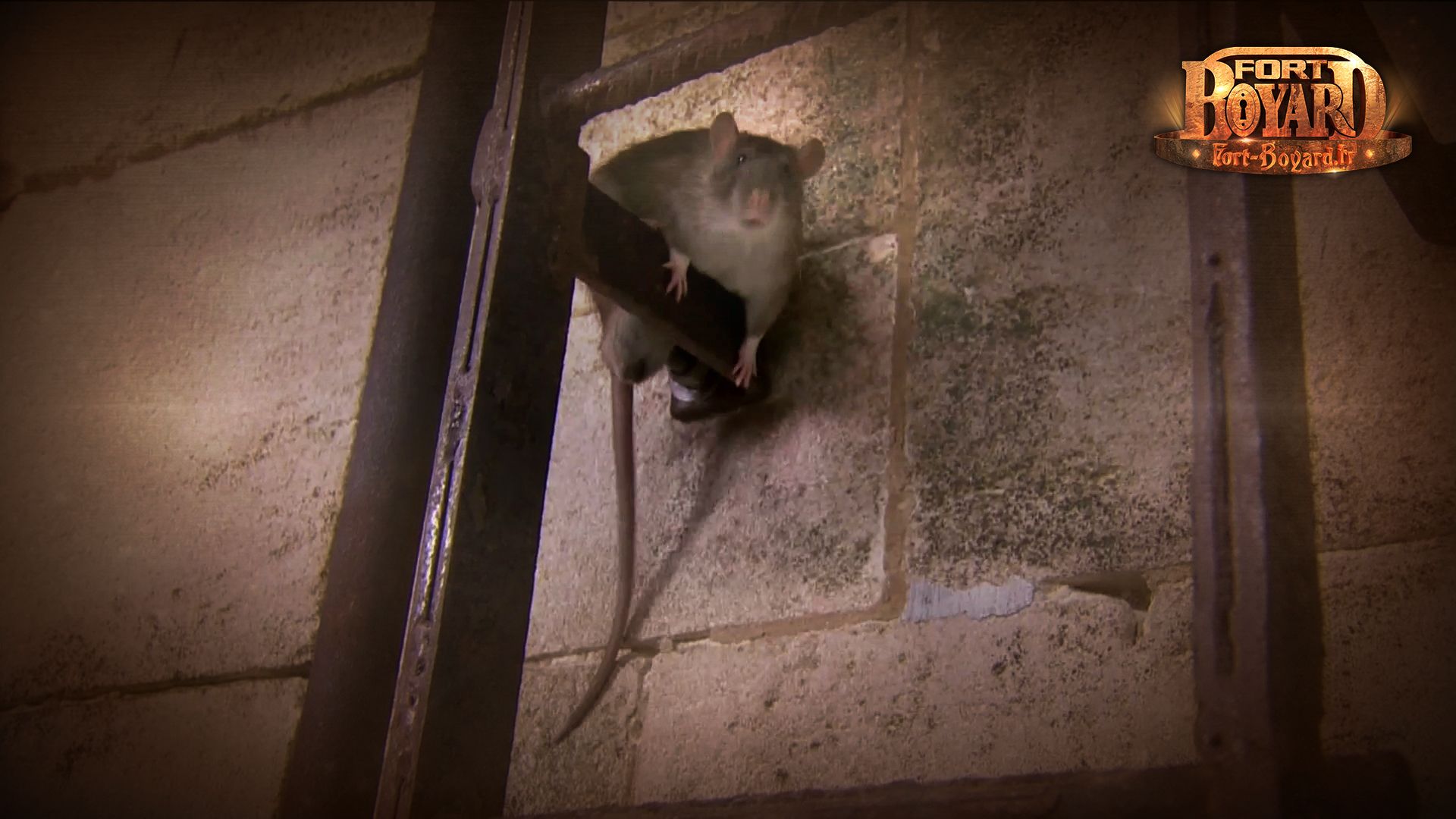Rat sortant de l\'épreuve de l\'égout.