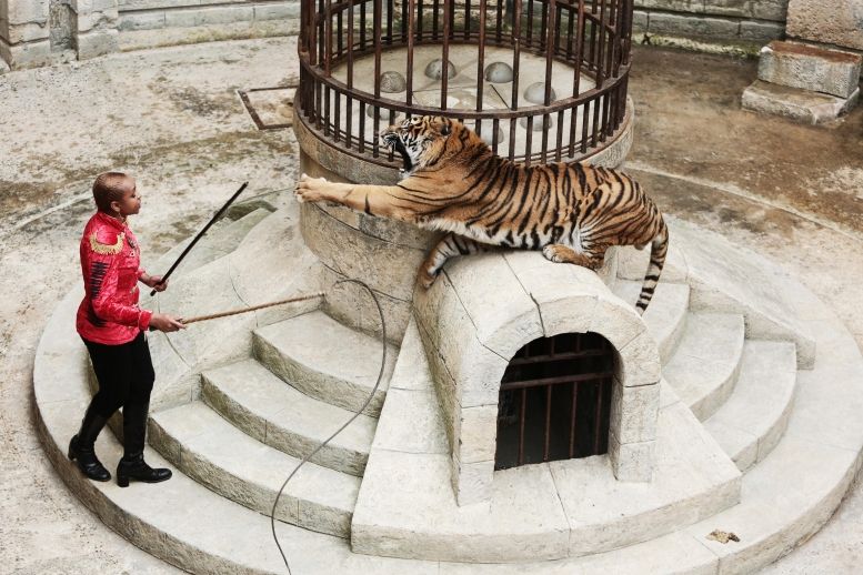 Félindra et ses tigres prêts pour le Safari