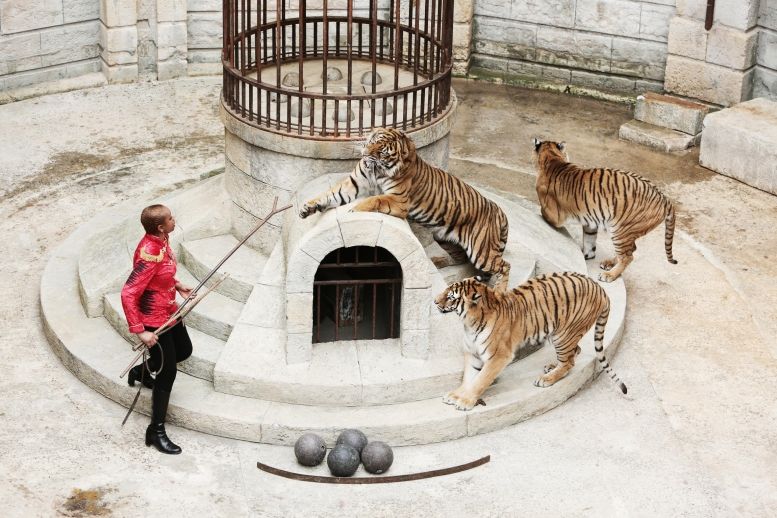 Félindra et ses tigres prêts pour le Safari