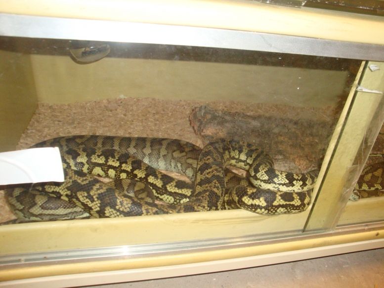 Serpents dans leur vivarium