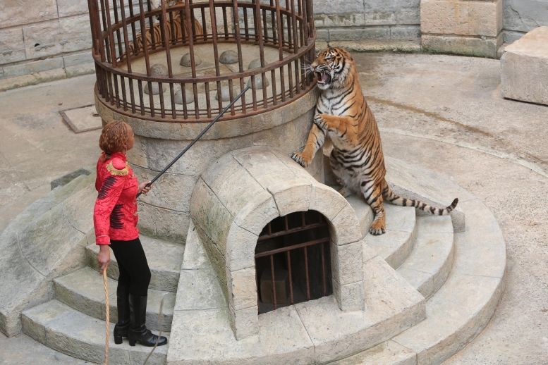 Félindra et une de ses tigresses