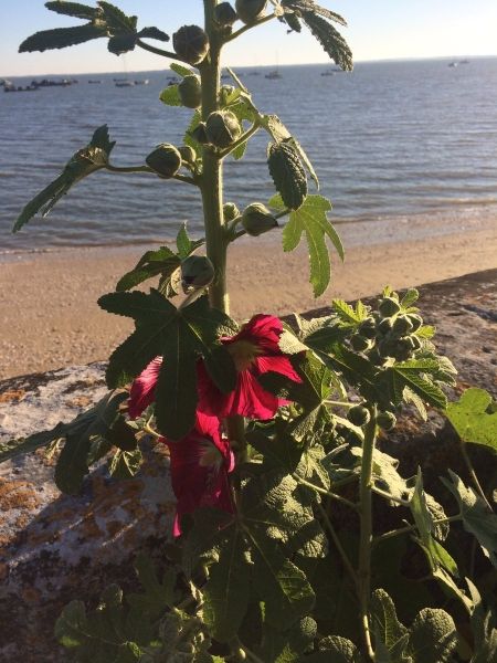 # Fort Boyard Émission 5 et les 1 ères roses trémières. Belle journée à tous