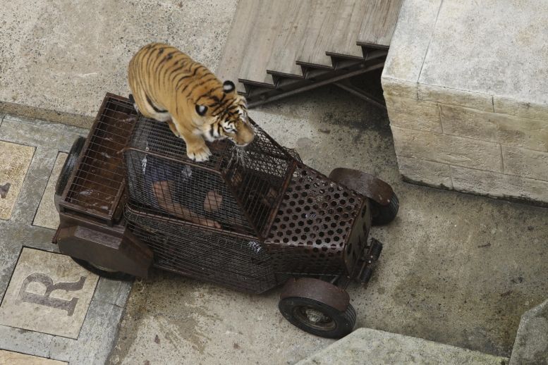 L'aventure du Safari