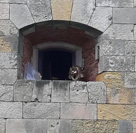 Une tête de tigre en train de sécher sur la fenêtre d'un atelier.