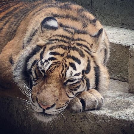 Même les tigres ont le droit à leur repos entre 2 épreuves ^^ #delphinewespiser #olivierminne #perefouras #willyrovelli #passepartout #passemuraille #fortboyard #larochelle #poitoucharentes #felindra #tigres #misterboo #muscles #bodybuilding #musculation #fitness #booba #lapiraterienestjamaisfinie