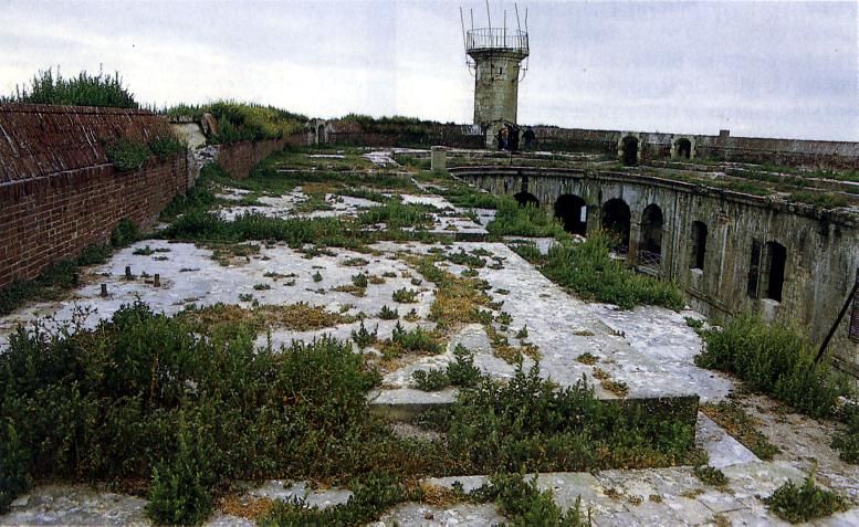 La terrasse envahie par la végétation