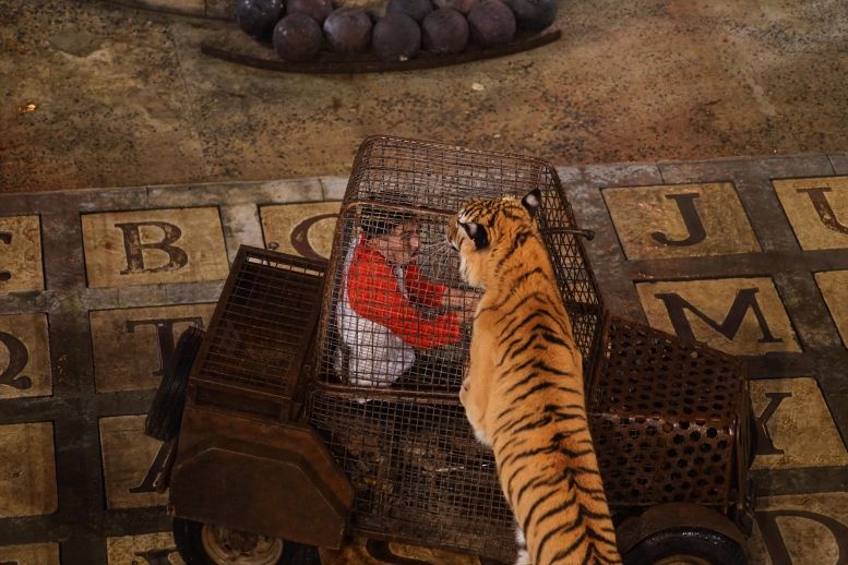 Bigflo face à un tigre dans le Safari