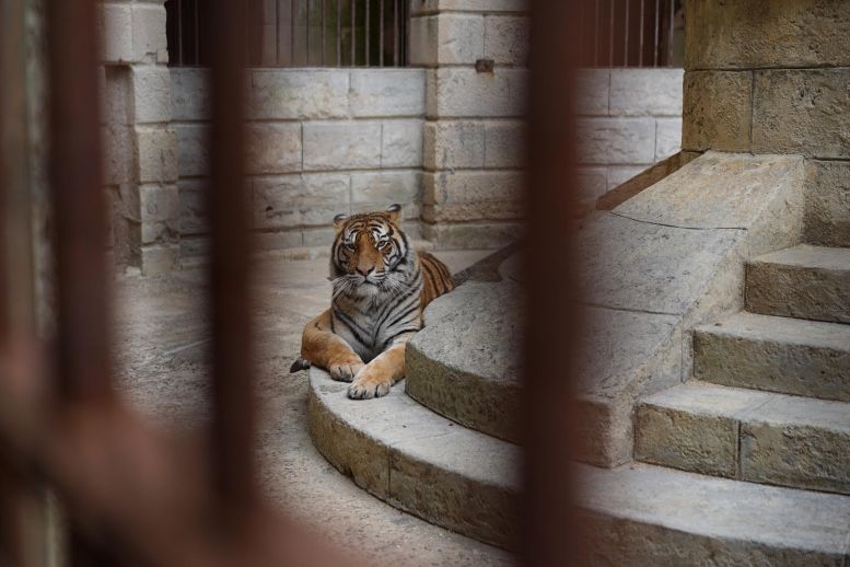 Un tigre dans la Salle du Trésor