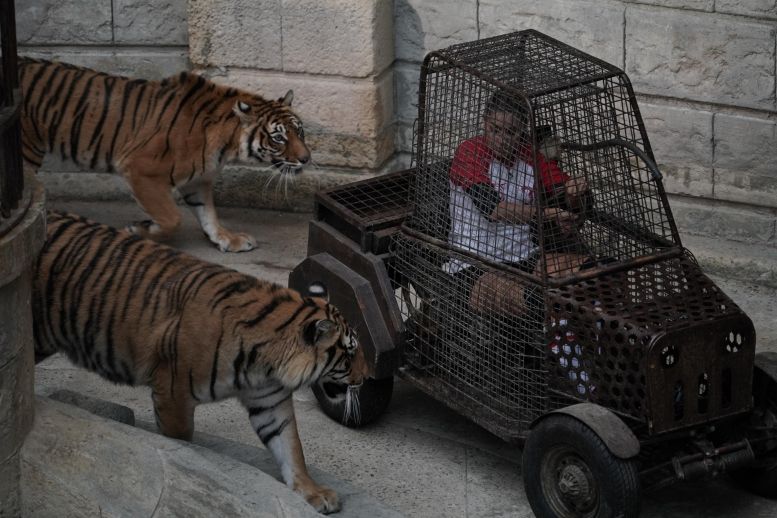 Candice Pascal entourée de tigres dans la voiturette du Safari