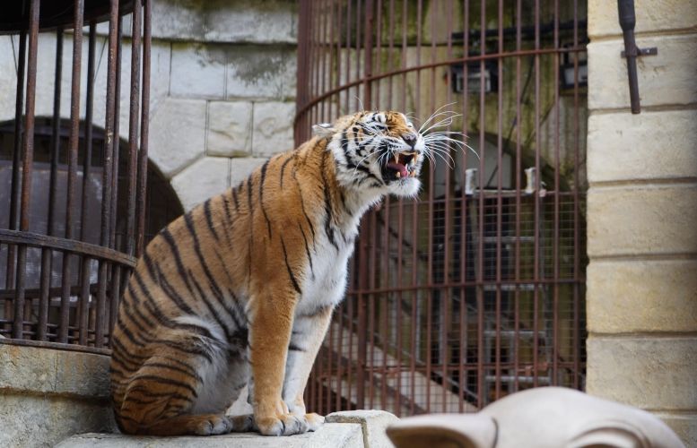 Un des tigres de la Salle du Trésor