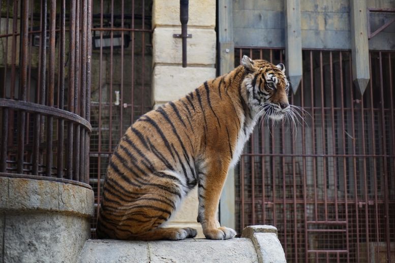 Un des tigres de la Salle du Trésor