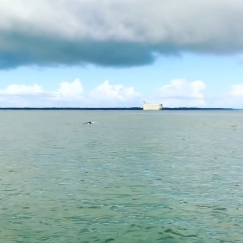Des dauphins en rade de l'île d'Aix