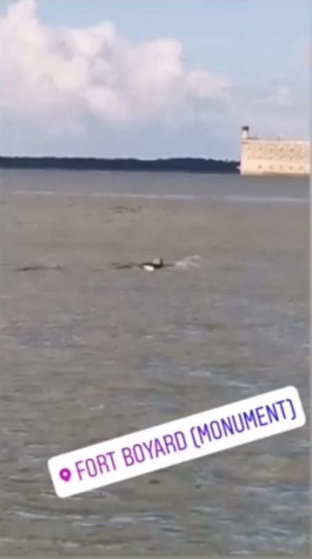 Des dauphins en rade de l'île d'Aix