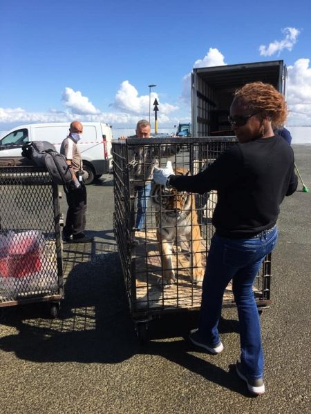 Embarquement des tigres