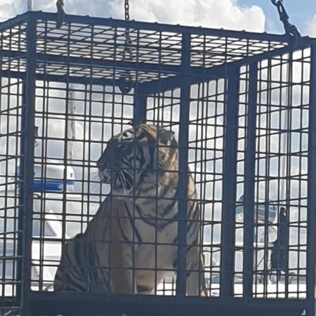 Embarquement des tigres