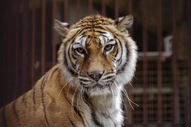 Les tigres de la salle du trésor