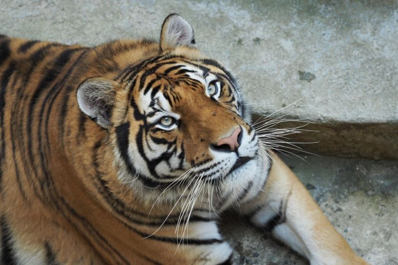 Les tigres de la salle du trésor
