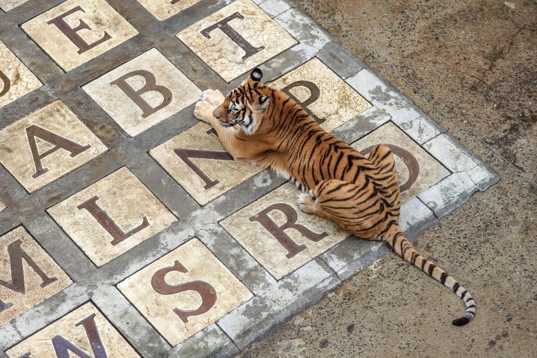 Les tigres de la salle du trésor