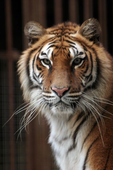 L'un des tigres