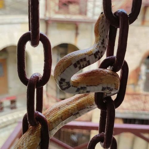 Les animaux du fort
