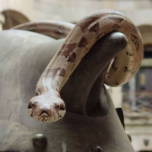 Les animaux du fort