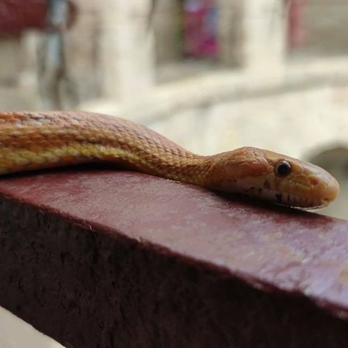Les animaux du fort