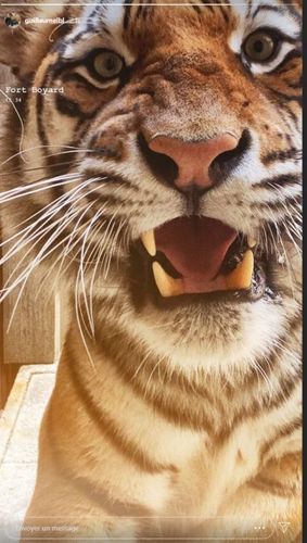 L'un des mythiques tigres