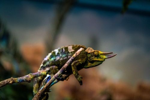Un des habitants du zoo