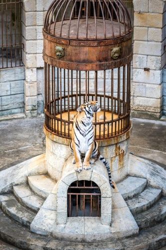Le trésor du fort gardé par un tigre