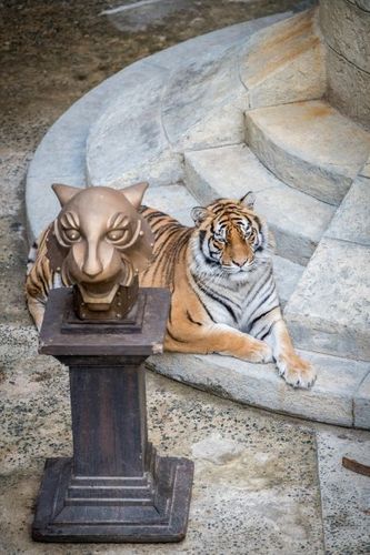 Les tigres dans la Salle du Trésor