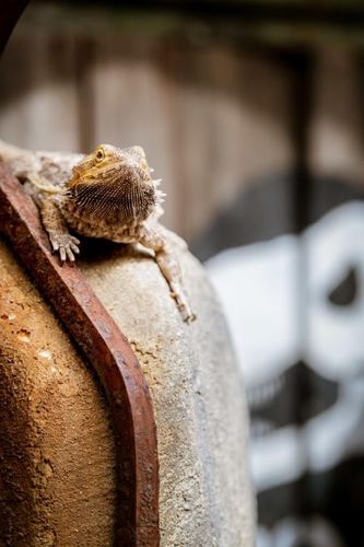 Un des dragons barbus du fort