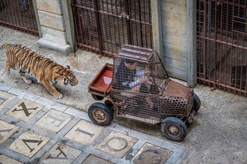 La voiturette du Safari et un tigre