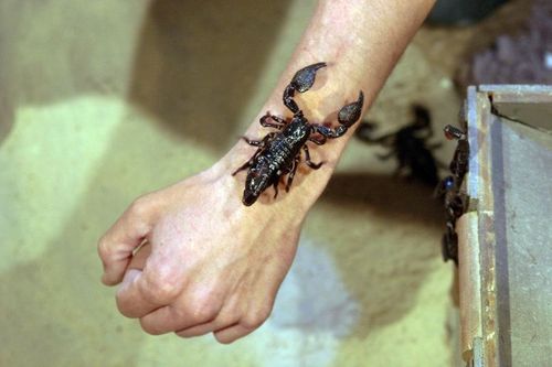 Un scorpions sur la main de l'animalier