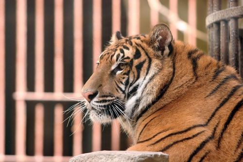 L'un des tigres