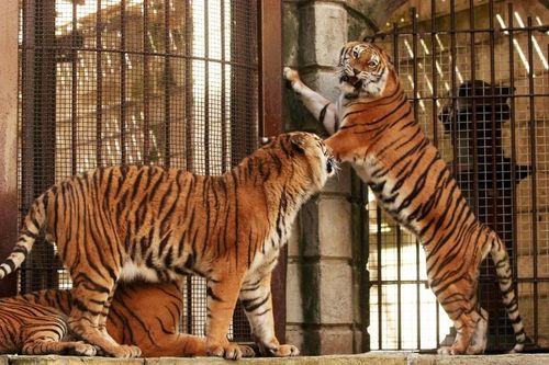 Les trois tigres