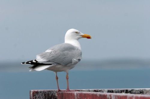 Une mouette