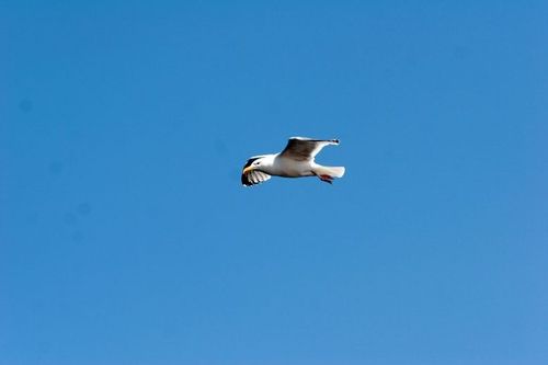 Une mouette