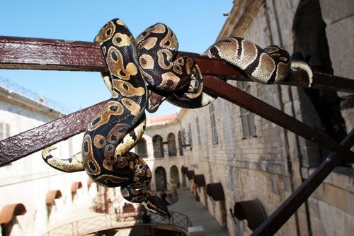 Un serpent sur une rampe des coursives